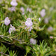 Close-up of a cumberland rosemary  plant with small purple flowers and green leaves.