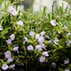 Close-up of a cumberland rosemary  plant with small white flowers and green leaves.