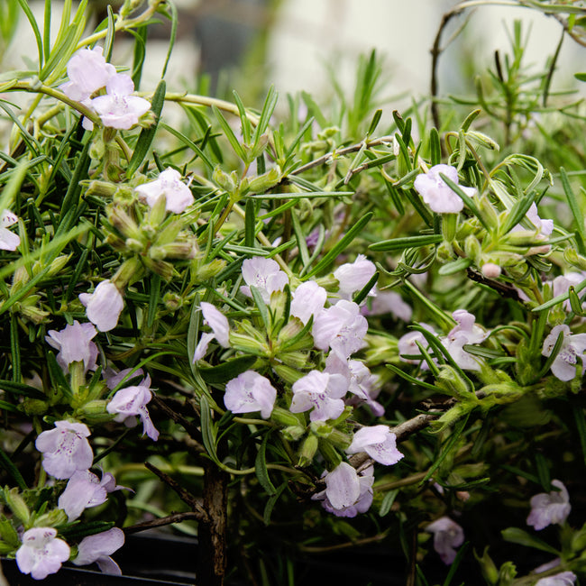 Close-up of a cumberland rosemary  plant with small white flowers and green leaves.