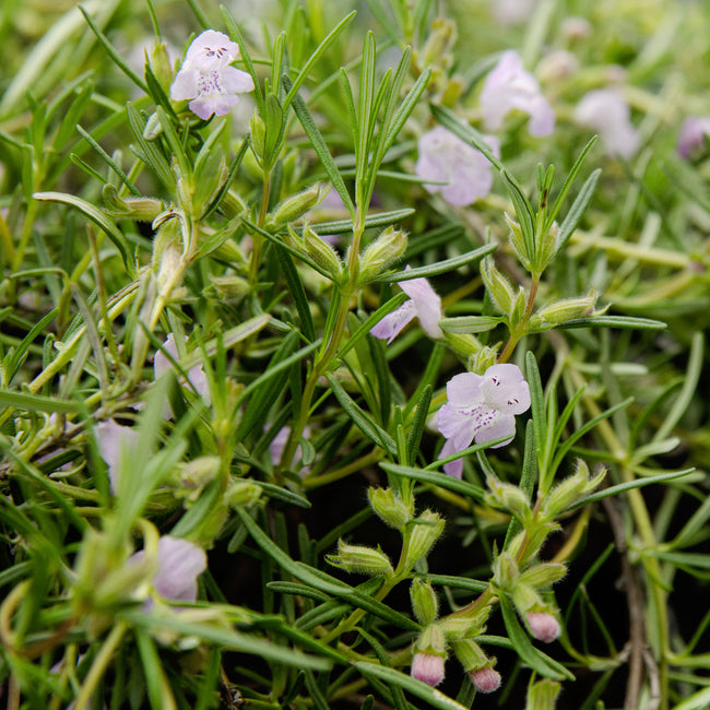 Close-up of a cumberland rosemary with small purple flowers and green leaves.
