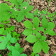 Close-up of American ginseng rootlets showing multiple bare, slender forked roots on white background