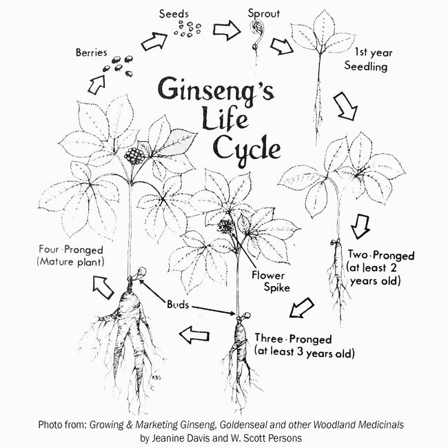 AMERICAN GINSENG ROOTLETS-GINSENG