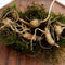 Close-up of American ginseng rootlets showcasing multiple slender forked bare roots on white background
