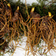 Close-up of goldenseal rhizome showing three bare fibrous rootlets on soil background