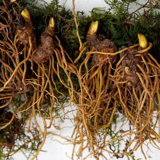 Close-up of goldenseal rhizome showing three bare fibrous rootlets on soil background