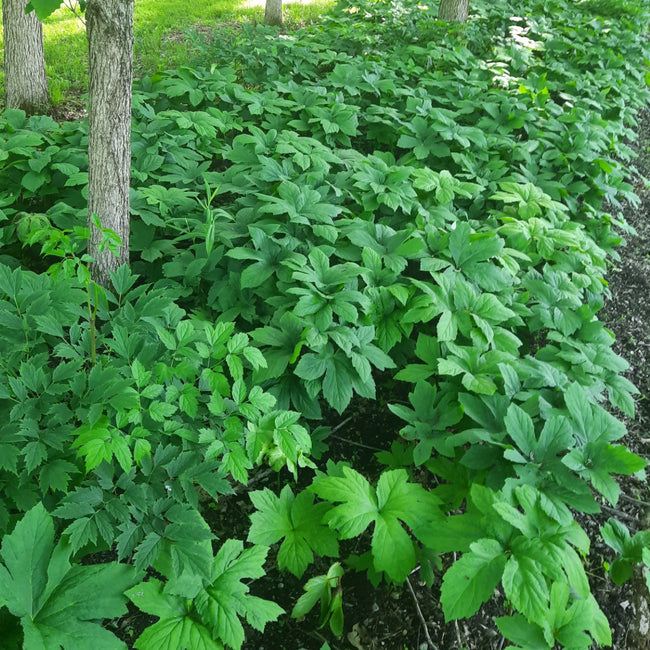 Goldenseal plants forming a dense patch beneath trees in a shaded woodland bed