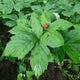 Close-up of Goldenseal rhizome showcasing bare rootlets on white background