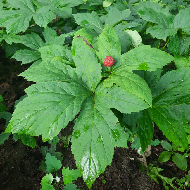 Close-up of Goldenseal rhizome showcasing bare rootlets on white background