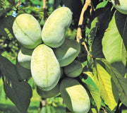 Close-up of KSU Atwood pawpaw fruits on a branch showing green oval 3–6 inch fruits with leaves in background