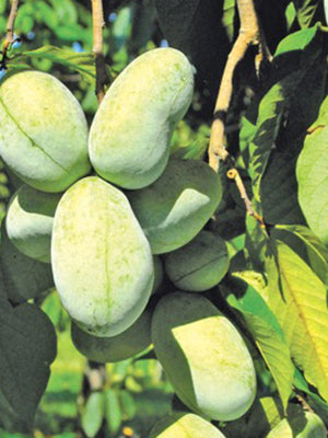 Close-up of KSU Atwood pawpaw fruits on a branch showing green oval 3–6 inch fruits with leaves in background