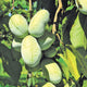 Close-up of KSU Atwood pawpaw fruits on a branch showing green oval 3–6 inch fruits with leaves in background