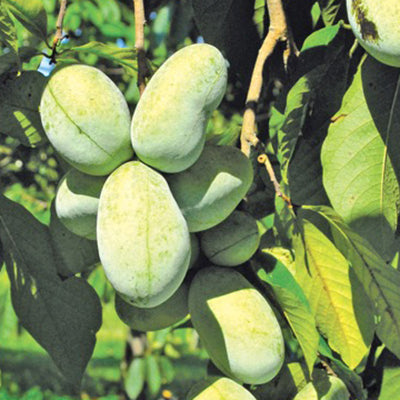Close-up of KSU Atwood pawpaw fruits on a branch showing green oval 3–6 inch fruits with leaves in background