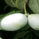 MANGO-PAWPAW