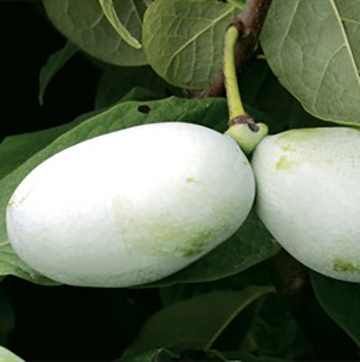 MANGO-PAWPAW