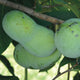 Close-up of Pennsylvania Golden pawpaw fruits on branch showcasing large green pear-shaped fruit with leaves