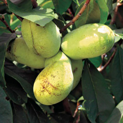 Close-up of Sunflower pawpaw fruits on a branch showcasing large green ripe fruit with leafy background
