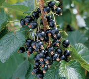 Close-up of Blackdown currant shrub showing clusters of ripe black berries and green leaves
