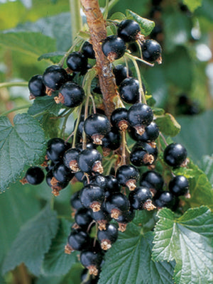 Close-up of Blackdown currant shrub showing clusters of ripe black berries and green leaves