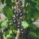 Close-up of Swedish Black currant branch showing clusters of ripe black berries and green leaves