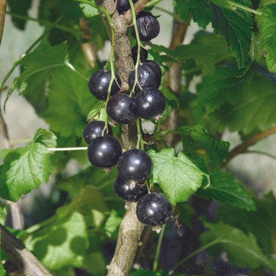 Close-up of Swedish Black currant branch showing clusters of ripe black berries and green leaves