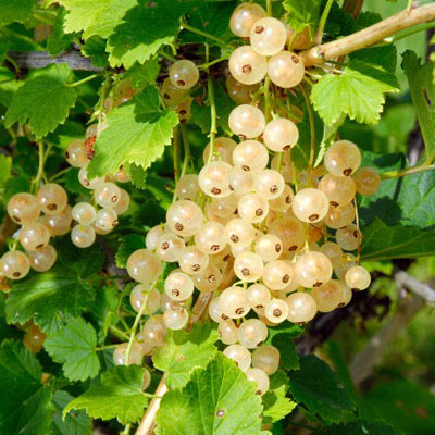 Close-up of Zitavia white currant showing translucent pale-yellow berries in long hanging clusters with green leaves
