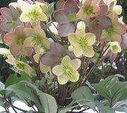 Close-up of Winter Magic Candy Love hellebore with pink, mauve and cream blooms and green centers above evergreen foliage
