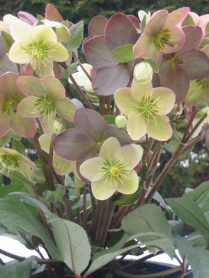 Close-up of Winter Magic Candy Love hellebore with pink, mauve and cream blooms and green centers above evergreen foliage