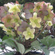 Close-up of Winter Magic Candy Love hellebore with pink, mauve and cream blooms and green centers above evergreen foliage