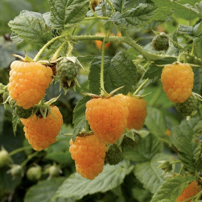 FALL GOLD-RASPBERRY