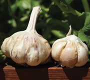 Two sicilian garlic bulbs on a wooden surface with green leaves in the background