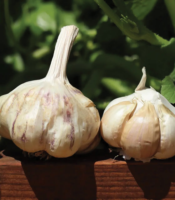 Two sicilian garlic bulbs on a wooden surface with green leaves in the background