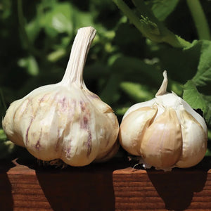 Two sicilian garlic bulbs on a wooden surface with green leaves in the background