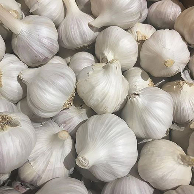 Close-up of a pile of white norquay garlic bulbs
