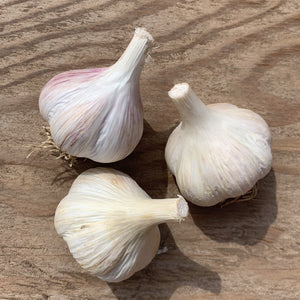 Three whole polish jenn garlic bulbs with pale off-white papery skins and a faint pinkish-purple tint on one bulb, arranged on a brown wooden surface.