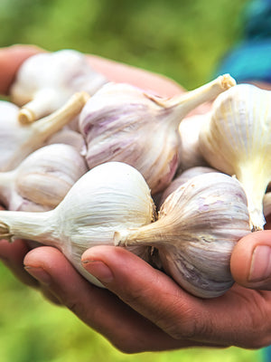 FALL GARLIC FESTIVAL-GARLIC