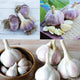 Fall Garlic Festival