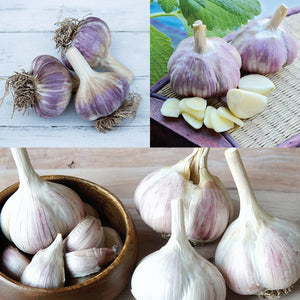Fall Garlic Festival