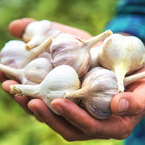 FALL GARLIC FESTIVAL-GARLIC