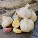Close-up of German Red garlic bulbs showcasing satiny white bulbs with purple-striped skins and a few exposed cloves on a wooden background