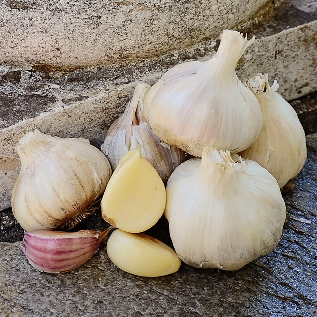 Close-up of German Red garlic bulbs showcasing satiny white bulbs with purple-striped skins and a few exposed cloves on a wooden background