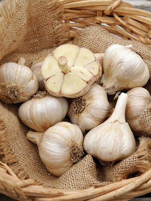 Close-up of Premium Northern White garlic bulbs showing large porcelain-white bulbs and exposed cloves in a woven basket