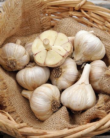 Close-up of Premium Northern White garlic bulbs showing large porcelain-white bulbs and exposed cloves in a woven basket