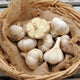 Close-up of Premium Northern White garlic bulbs showing large porcelain-white bulbs and exposed cloves in a woven basket