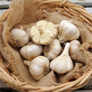 Close-up of Premium Northern White garlic bulbs showing large porcelain-white bulbs and exposed cloves in a woven basket