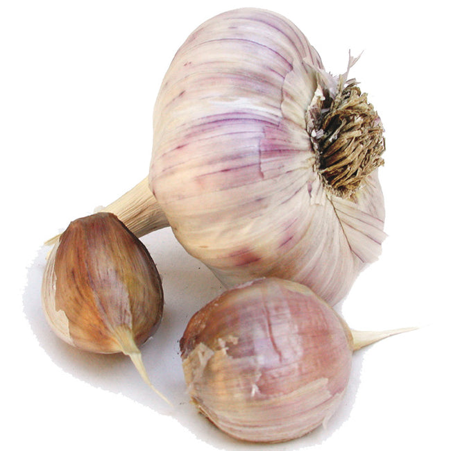 Close-up of Spanish Roja garlic bulb and two cloves showing purple-streaked papery skin on white background