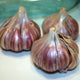 Close-up of Spanish Roja garlic bulbs showing purple-striped rocambole heads on white background