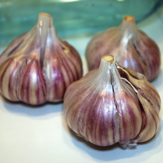 Close-up of Spanish Roja garlic bulbs showing purple-striped rocambole heads on white background