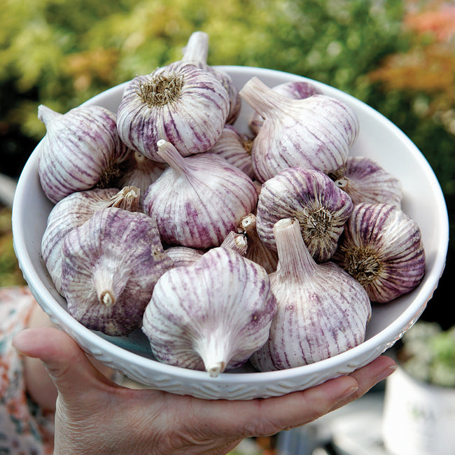 Close-up of Spanish Roja seed garlic bulbs showcasing purple-streaked skins in a white bowl