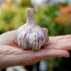 Close-up of Spanish Roja garlic bulb showing purple-streaked papery skin held in a hand