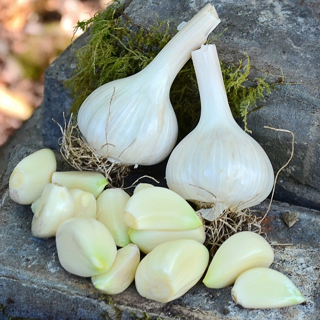 MOUNT HOOD-GARLIC